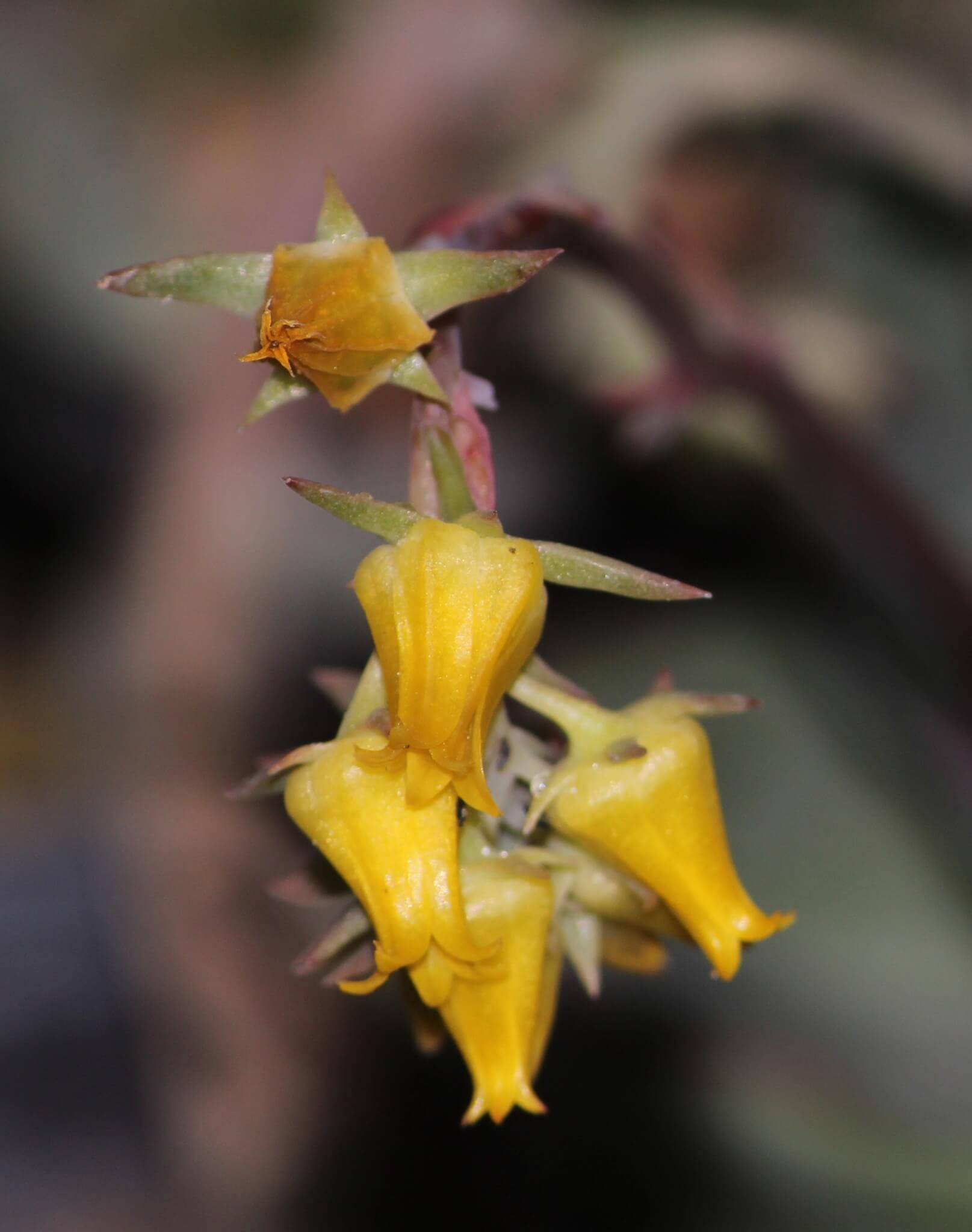 Echeveria pulidonis